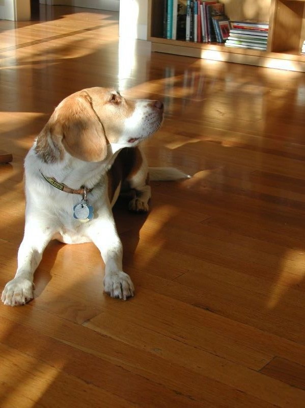 A doggie on a sunlit floor, photo by Andrew Lynch A doggie on a sunlit floor, photo by Andrew Lynch